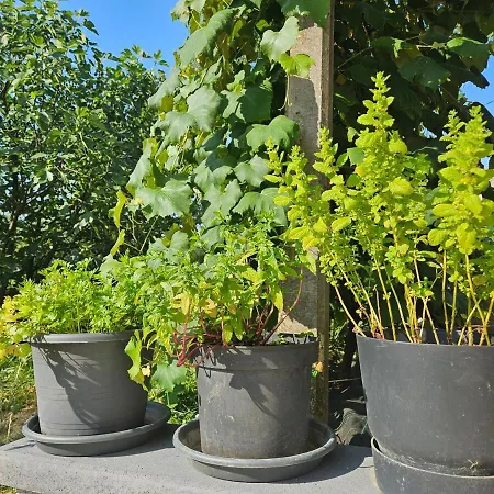 Red Riding Hood Podeželska hiša Ljubljana