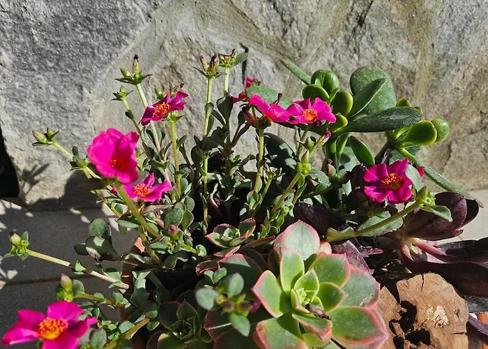 Red Riding Hood * Lublaň