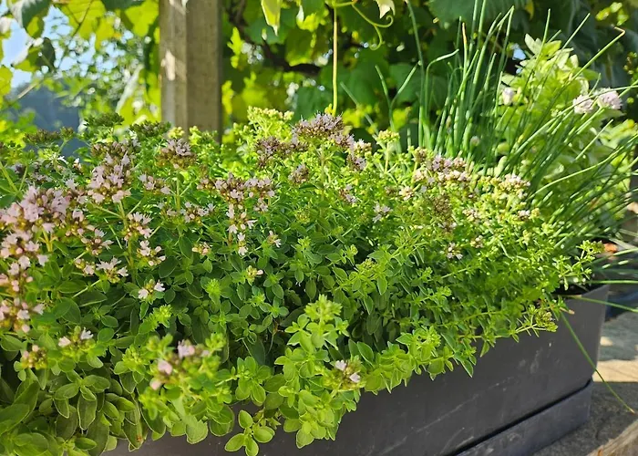 Podeželska hiša Red Riding Hood