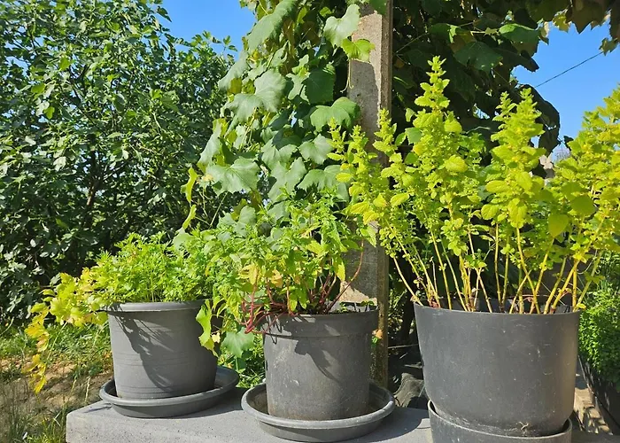 Red Riding Hood Venkovský dům Lublaň